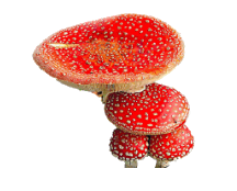 Red Tomato